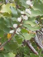 Image of Hakea elliptica (Sm.) R. Br.