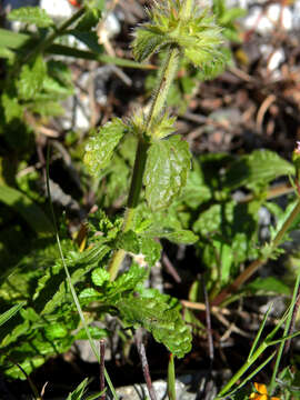 Слика од Sideritis hirsuta L.