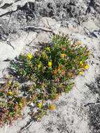 صورة Lampranthus fergusoniae (L. Bol.) L. Bol.