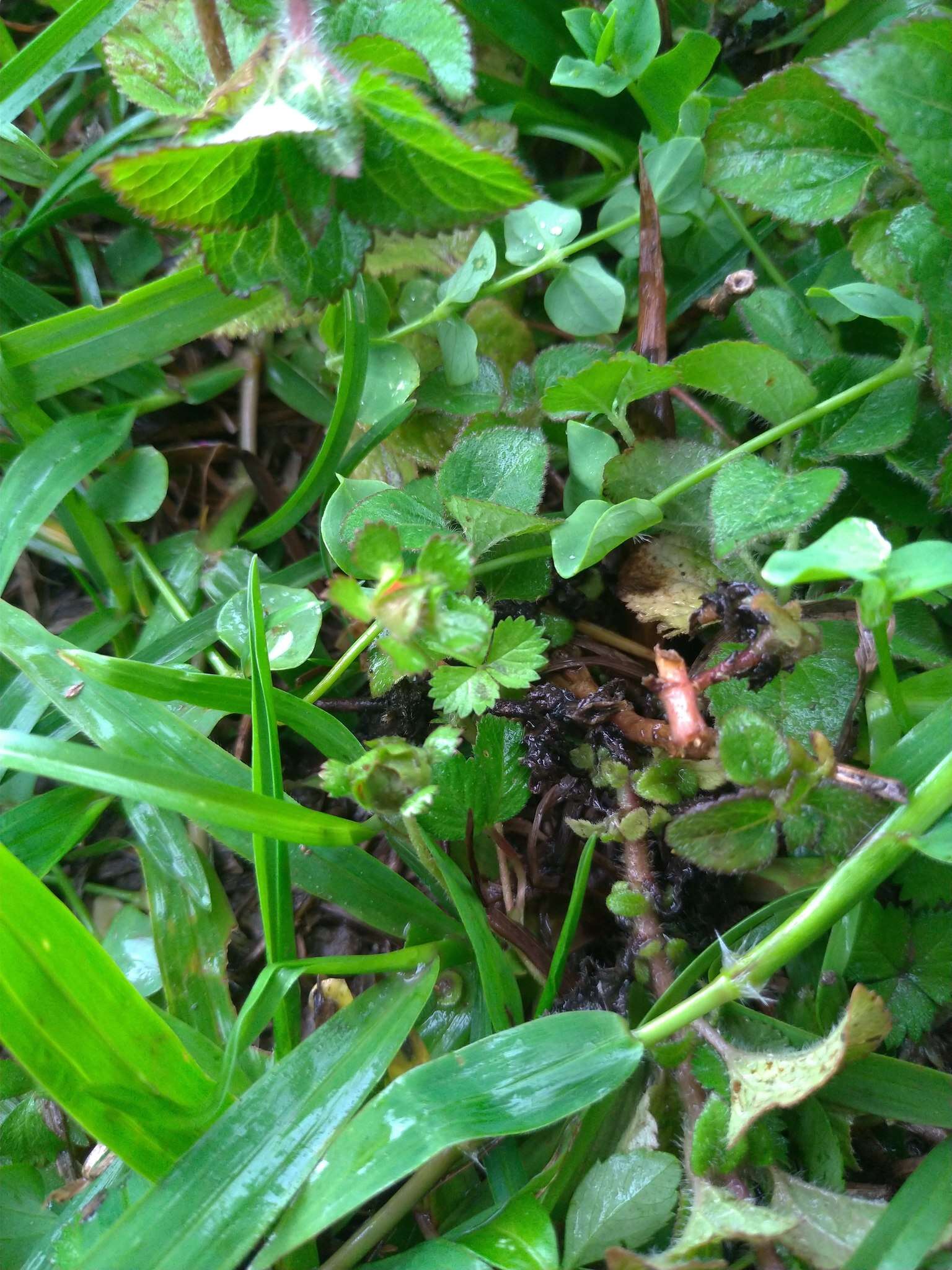 Image of Potentilla wallichiana Ser.