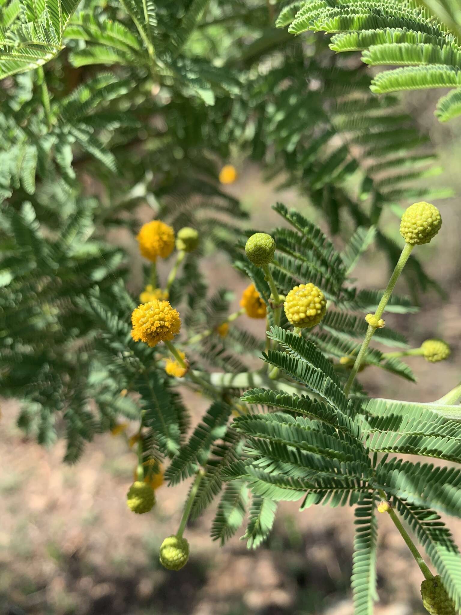 Image of Vachellia davyi (N. E. Br.) Kyal. & Boatwr.