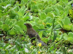 Image of Chestnut-capped Blackbird