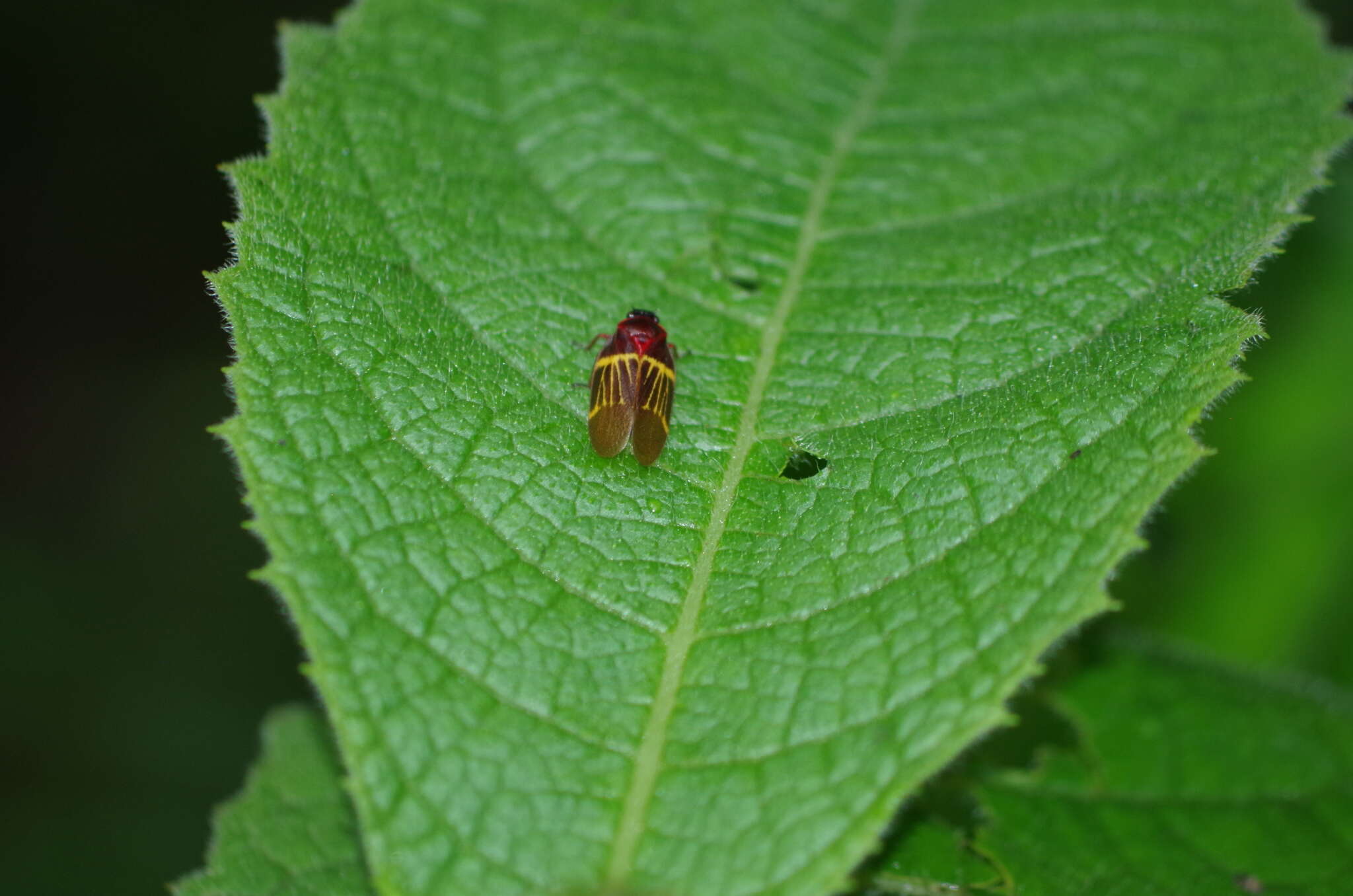 Imagem de Sphenorhina clarivenosa (Jacobi 1908)