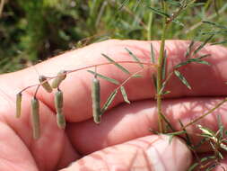 Image of Indigofera filipes Harv.