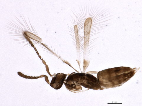 Image of Cleruchus