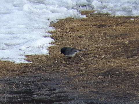 Image of Junco hyemalis cismontanus Dwight 1918