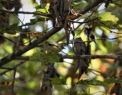 Regulidae resmi