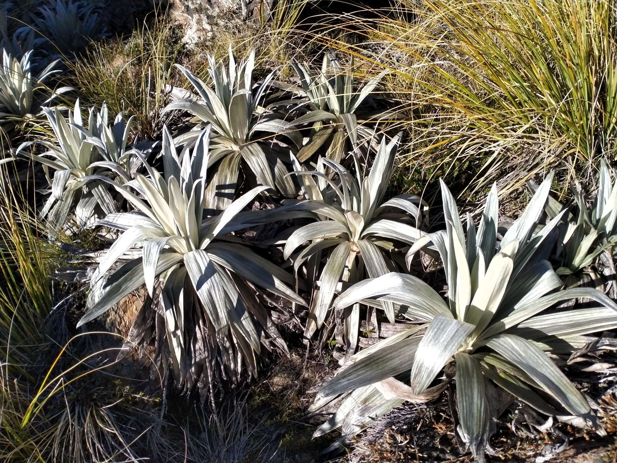 Слика од Celmisia semicordata subsp. stricta