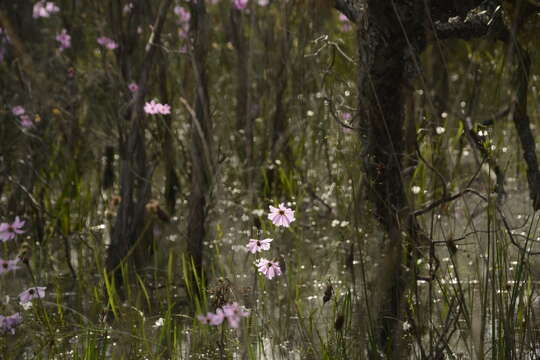 صورة Coreopsis nudata Nutt.