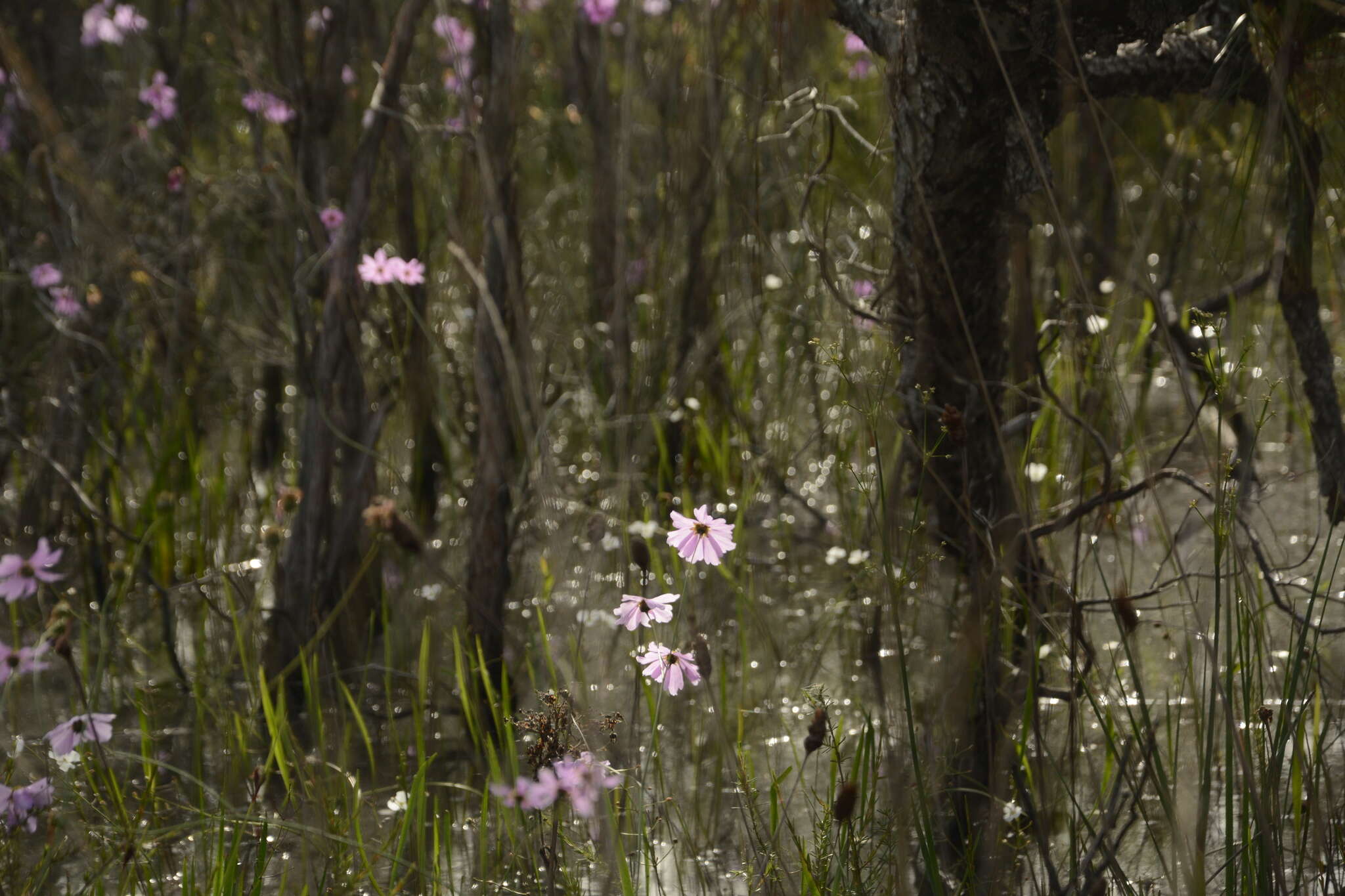 صورة Coreopsis nudata Nutt.