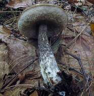 Image of Leccinum snellii A. H. Sm., Thiers & Watling 1967