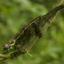 Image of Ukinga hornless chameleon