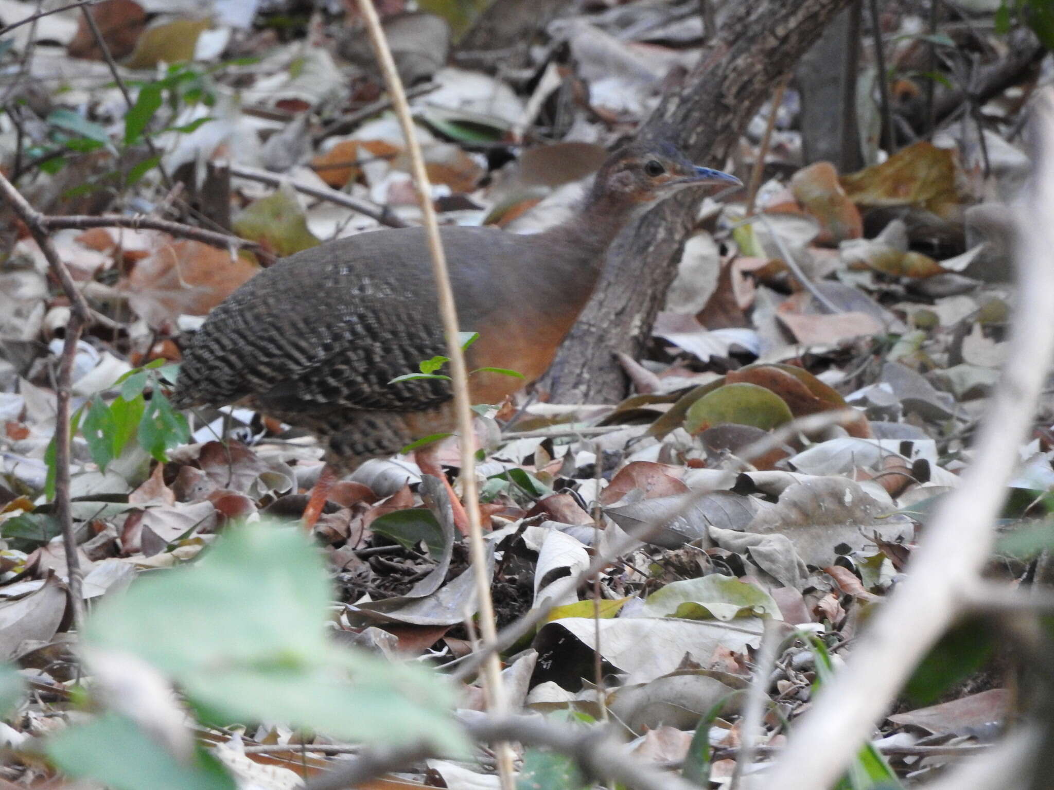 Image of Eastern Thicket Tinamou