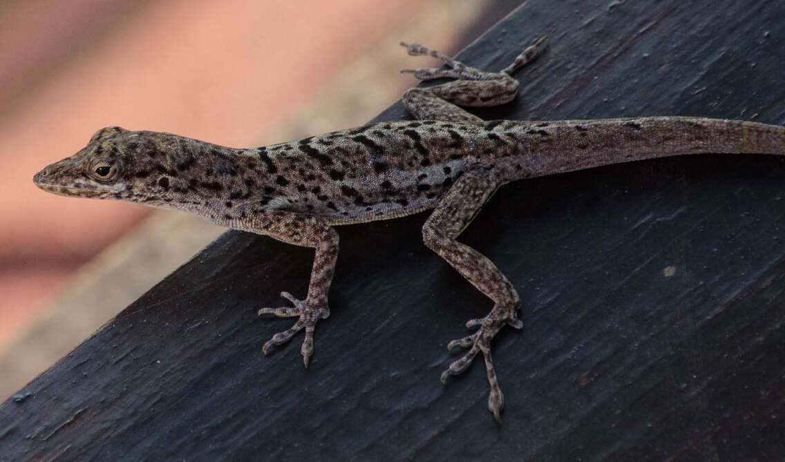 Anolis bonairensis Ruthven 1923 resmi