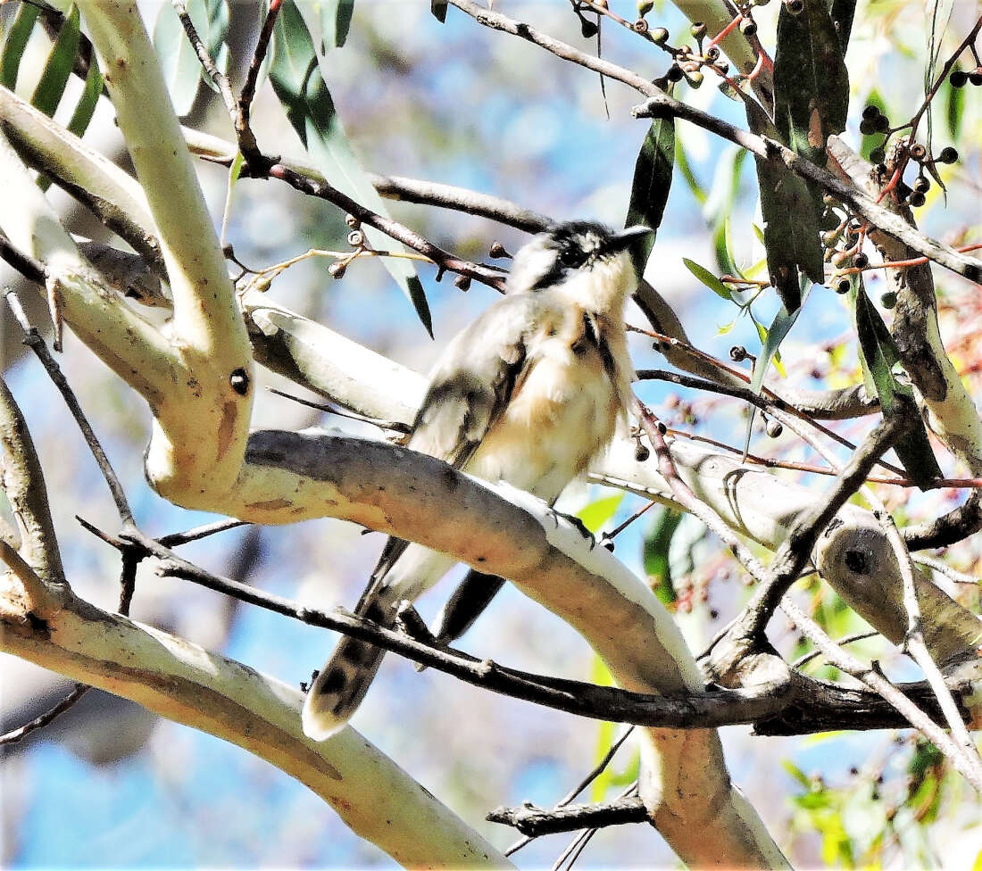 Image of Black-eared Cuckoo