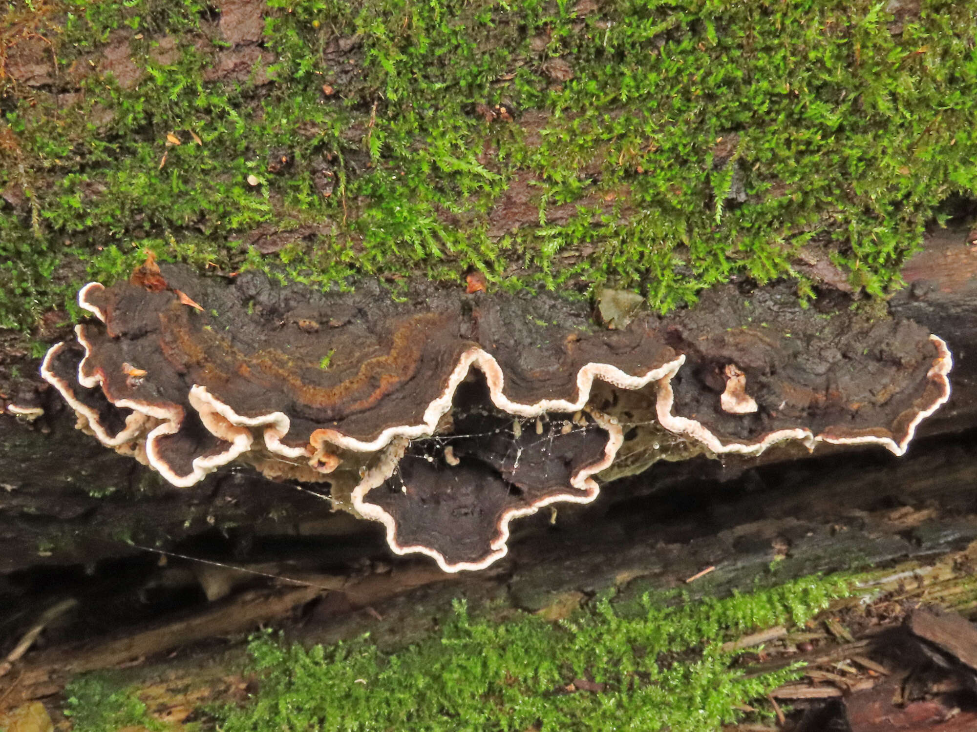 Image of Cerioporus mollis (Sommerf.) Zmitr. & Kovalenko 2016