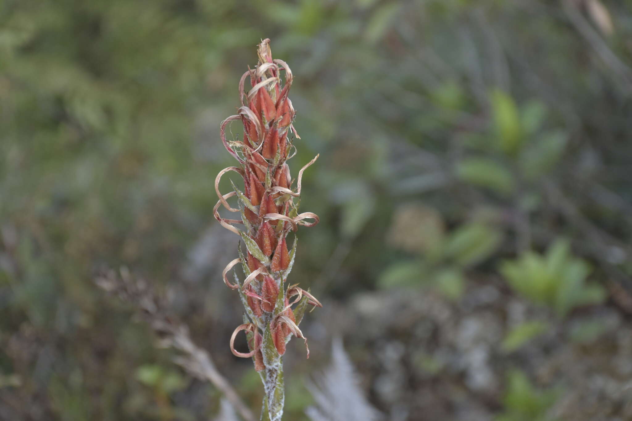 Imagem de Pitcairnia pungens Kunth