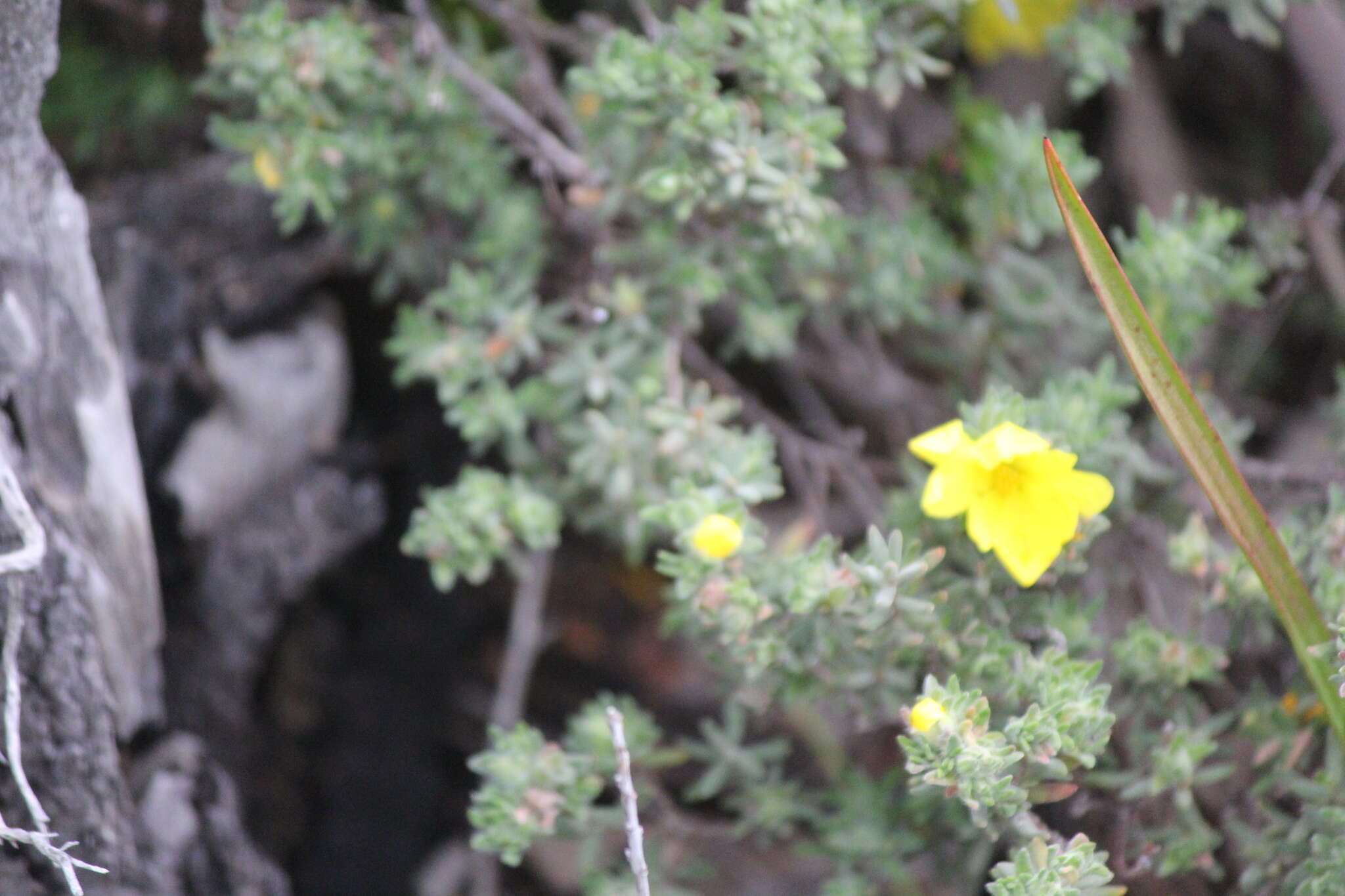 Image of Hibbertia crinita H. R. Toelken