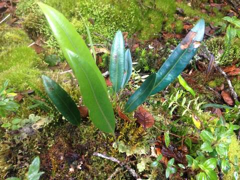 Elaphoglossum hoffmannii (Mett. ex Kuhn) H. Christ resmi