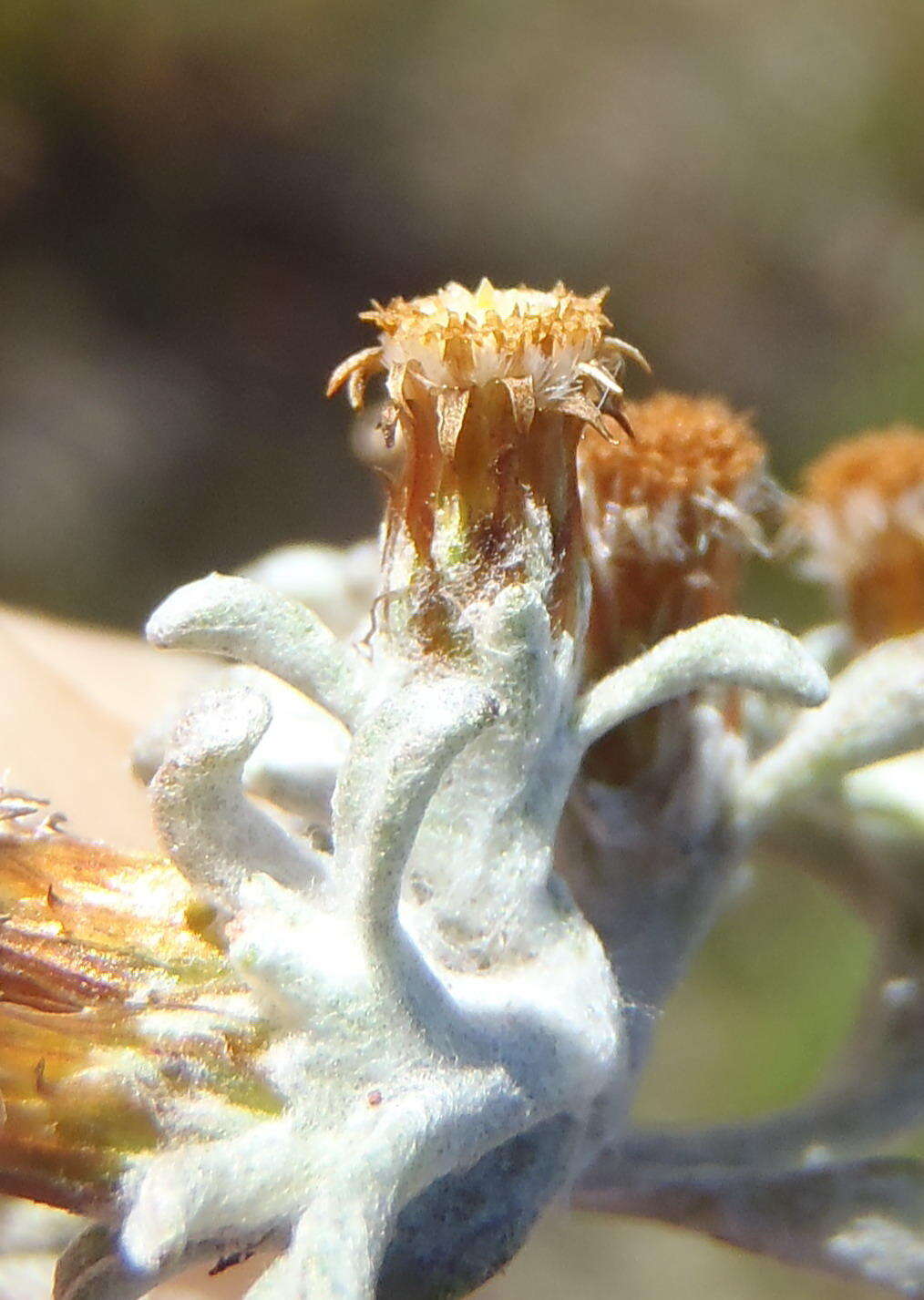 Слика од Helichrysum tinctum (Thunb.) Hilliard & Burtt