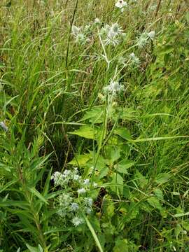 Image de Eryngium aquaticum L.