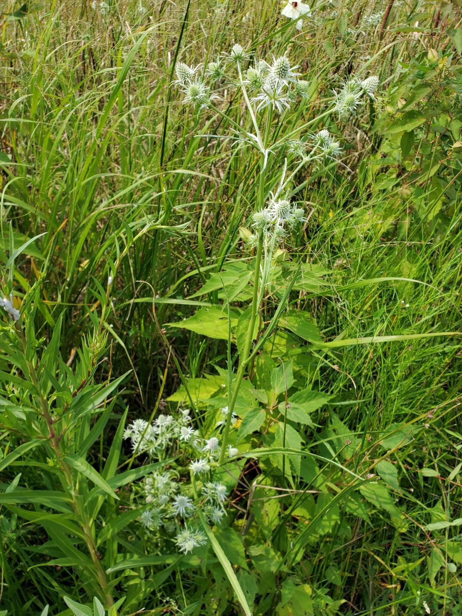 Image of rattlesnakemaster