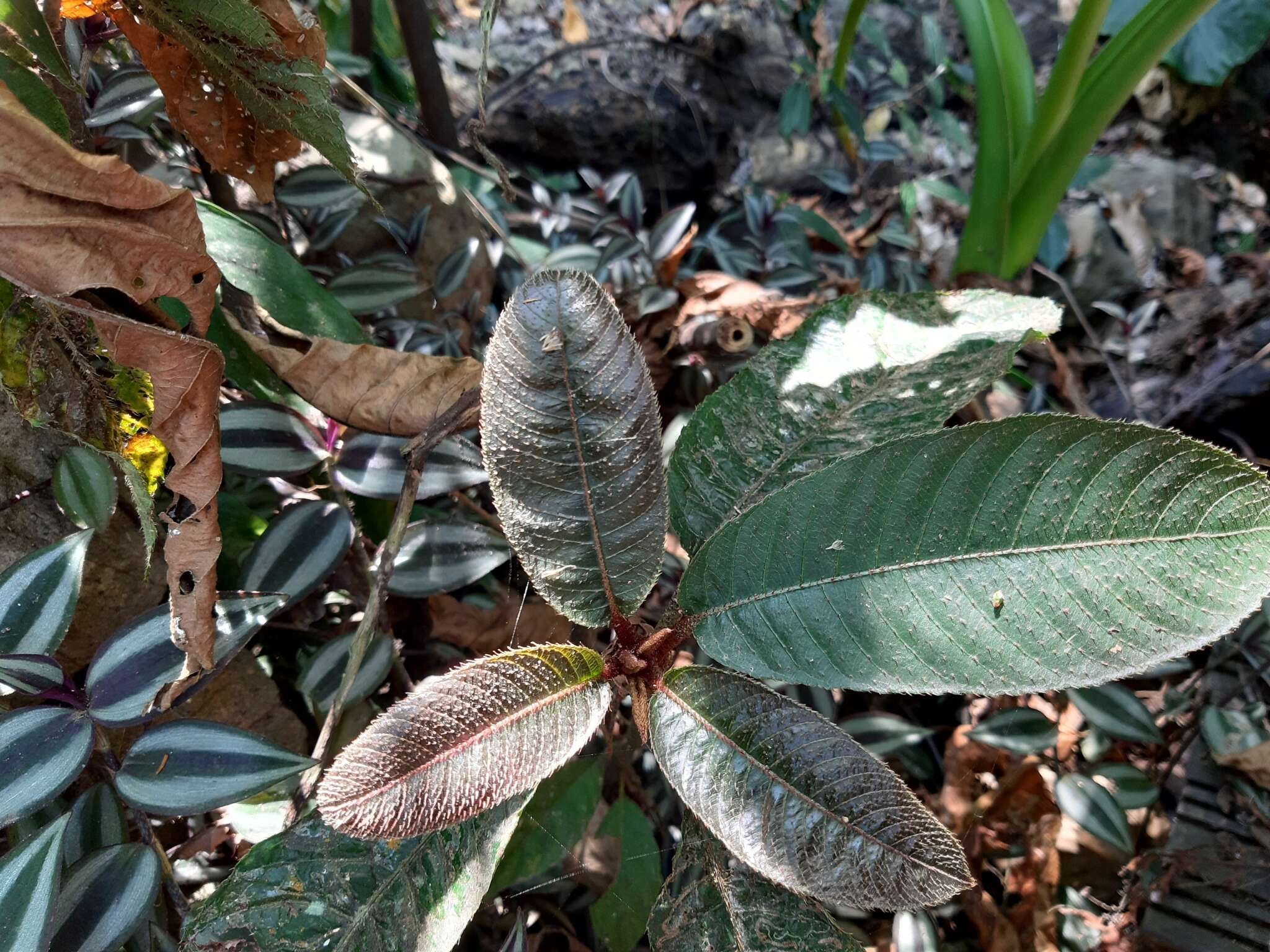 Image de Saurauia tristyla DC.