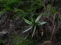 Image of Agave horrida Lem. ex Jacobi