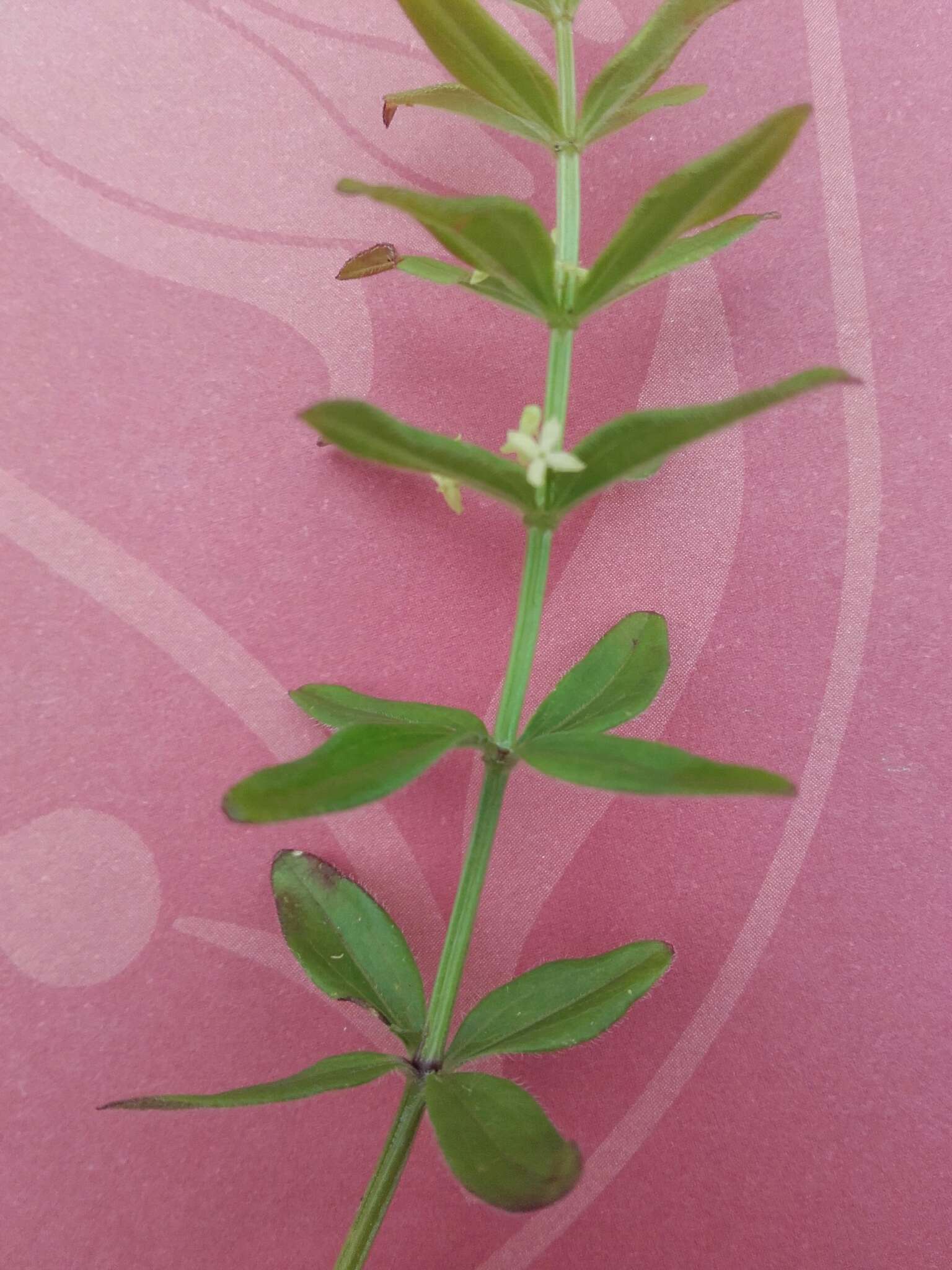 Image of Cruciata glabra (L.) Opiz