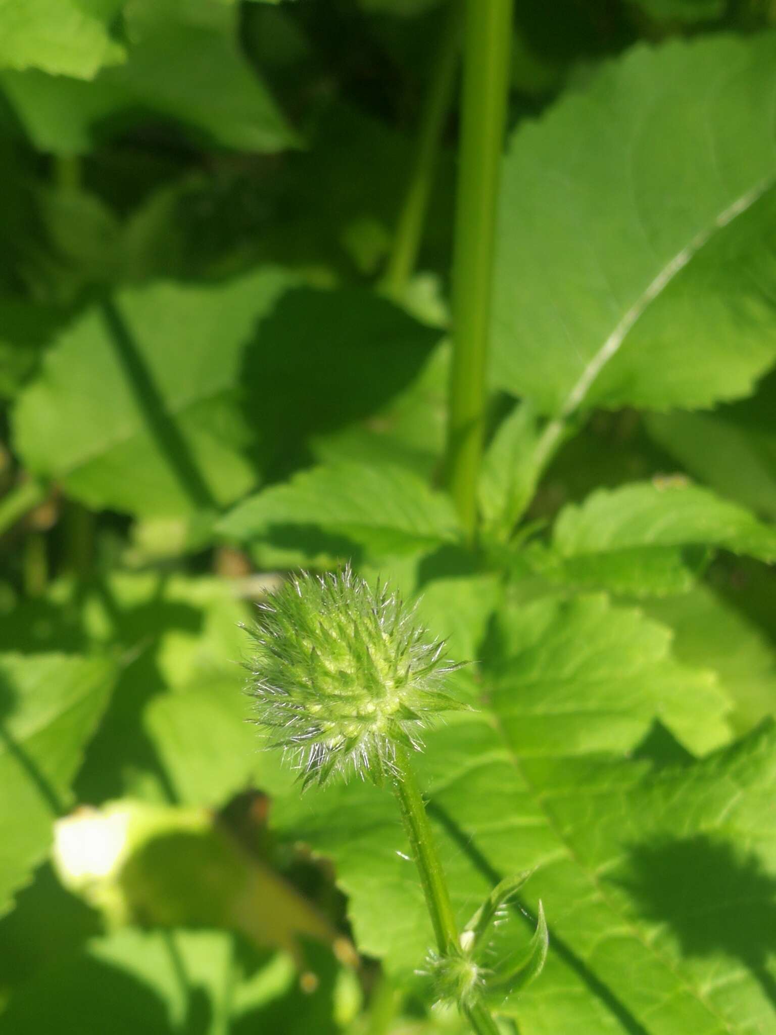 Image of small teasel