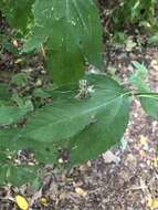 Image of Calycomyza platyptera (Thomson 1869)