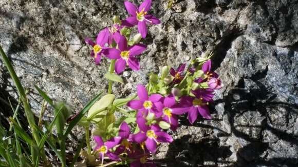 Image of charming centaury