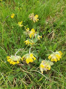 Plancia ëd Anthyllis vulneraria subsp. alpestris (Hegetschw.) Asch. & Graebn.