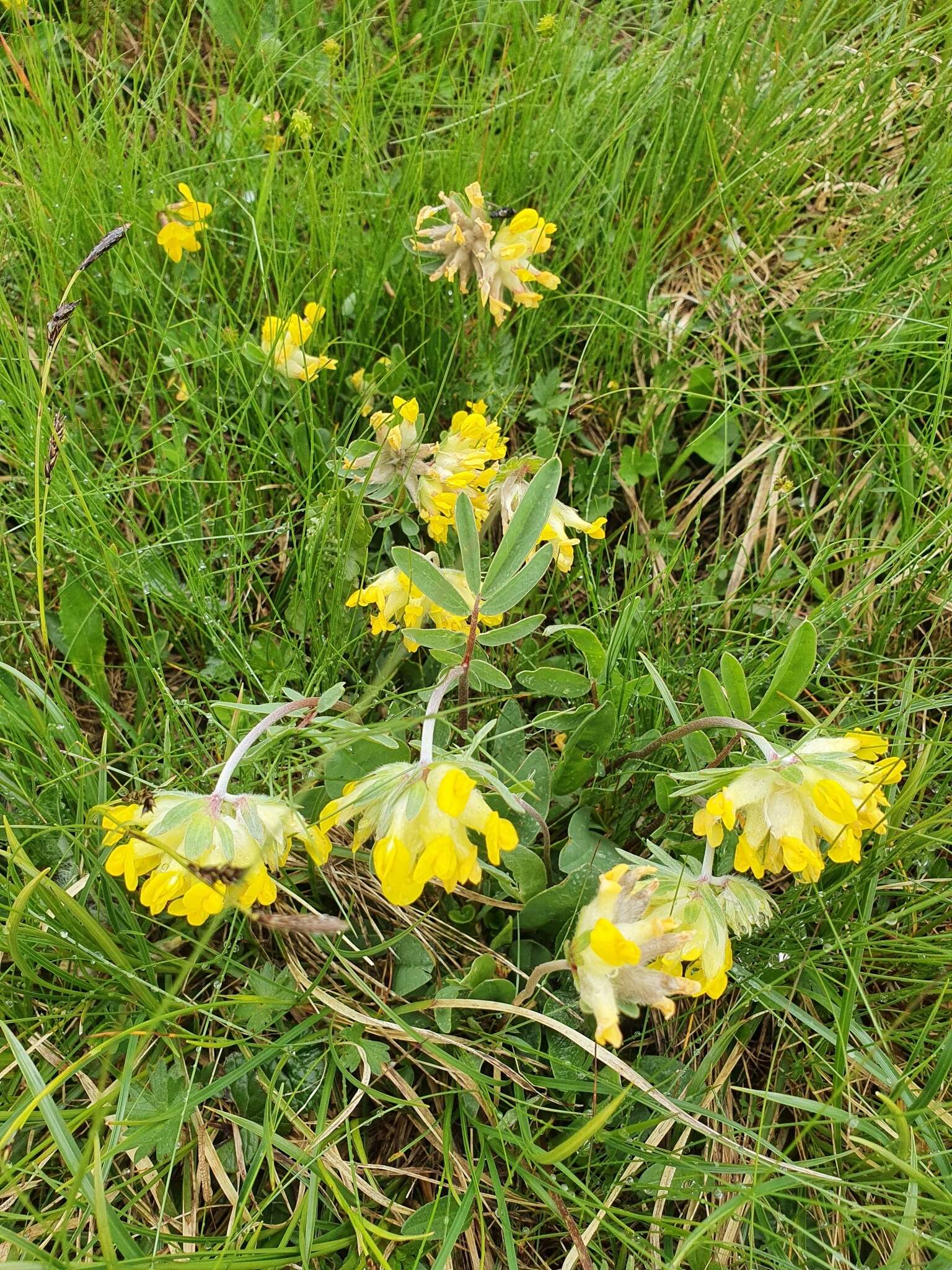 Image of Anthyllis vulneraria subsp. alpestris (Hegetschw.) Asch. & Graebn.