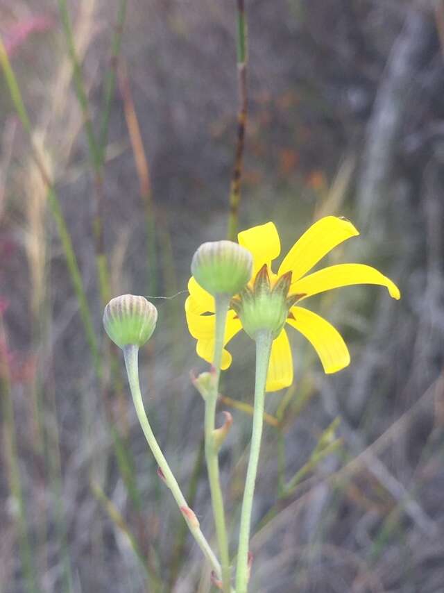 Image of Othonna multicaulis Harv.