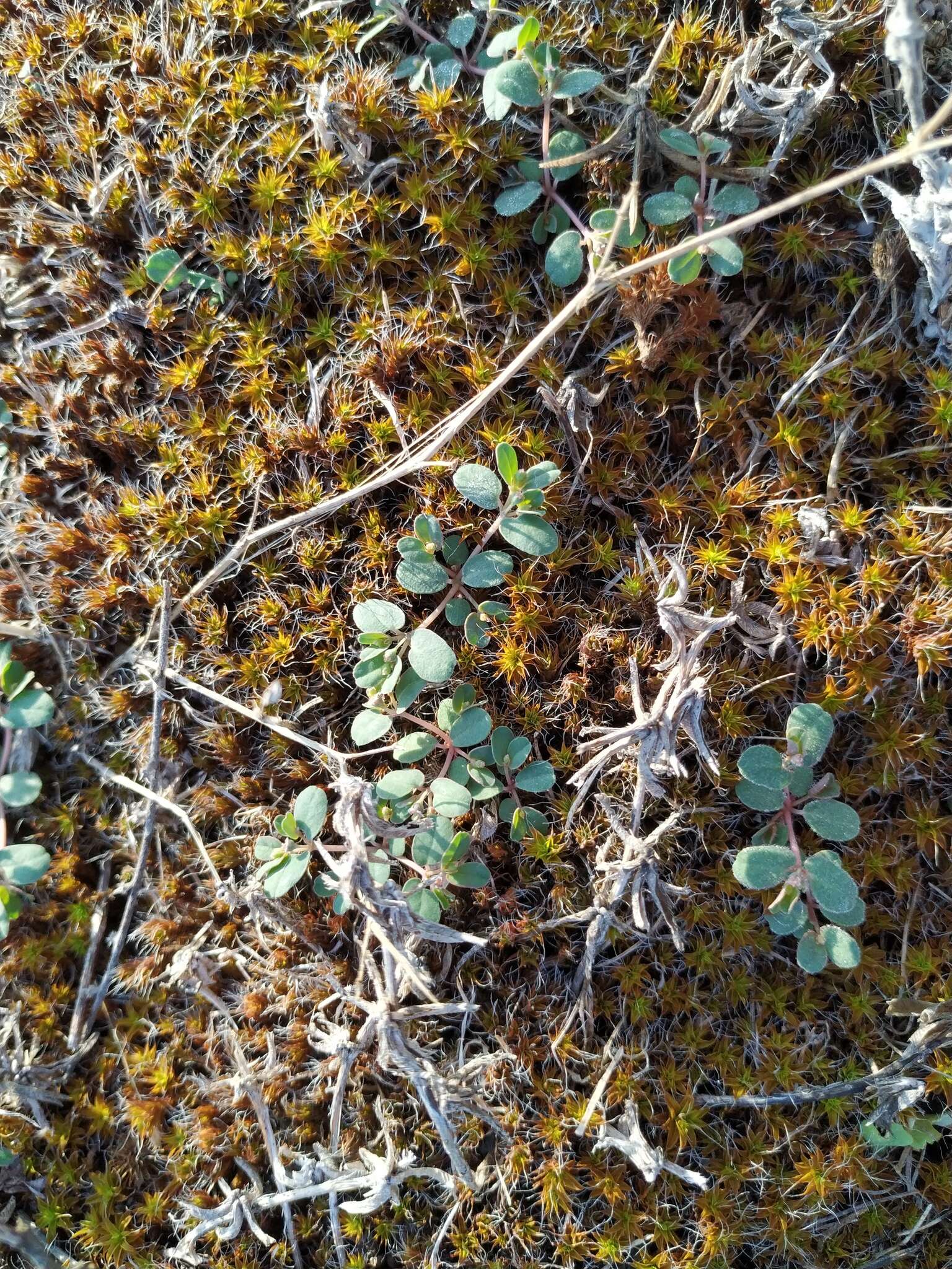 Image of Euphorbia chamaesyce L.