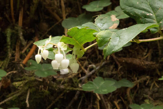 Image of salal