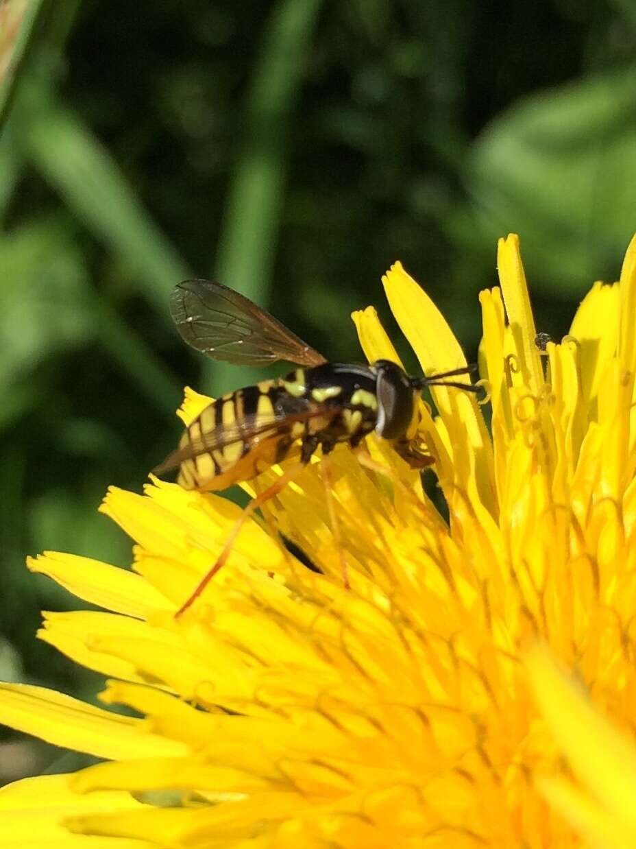 Image de Chrysotoxum verralli Collin 1940