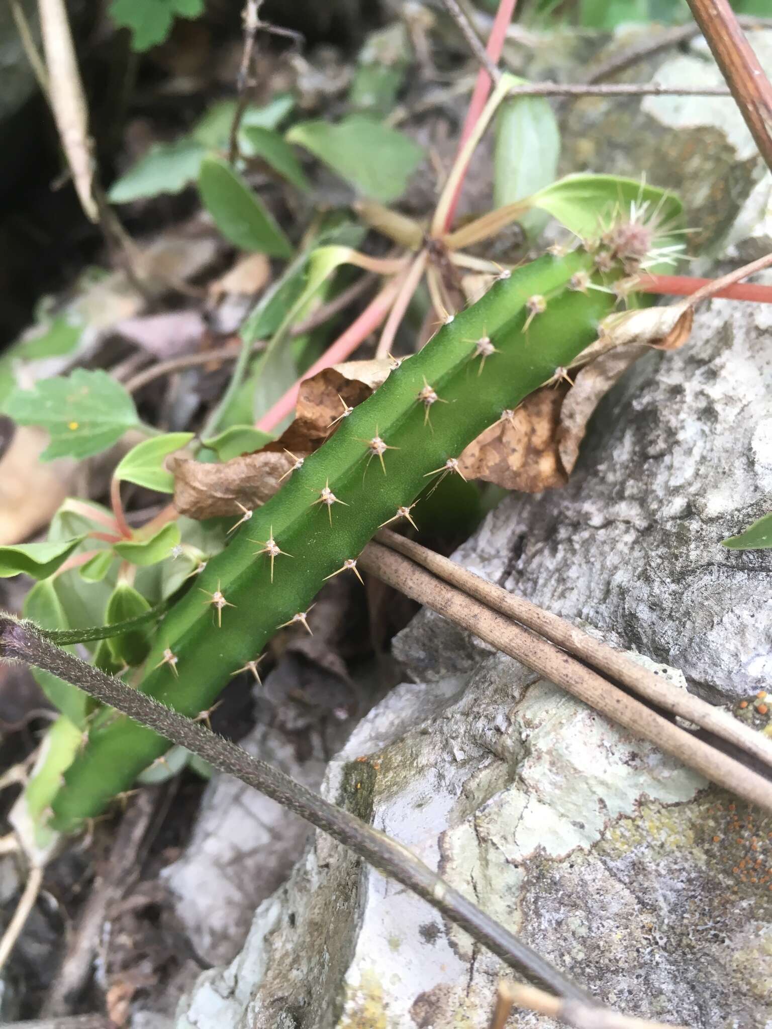 Image of Barbed-wire cactus