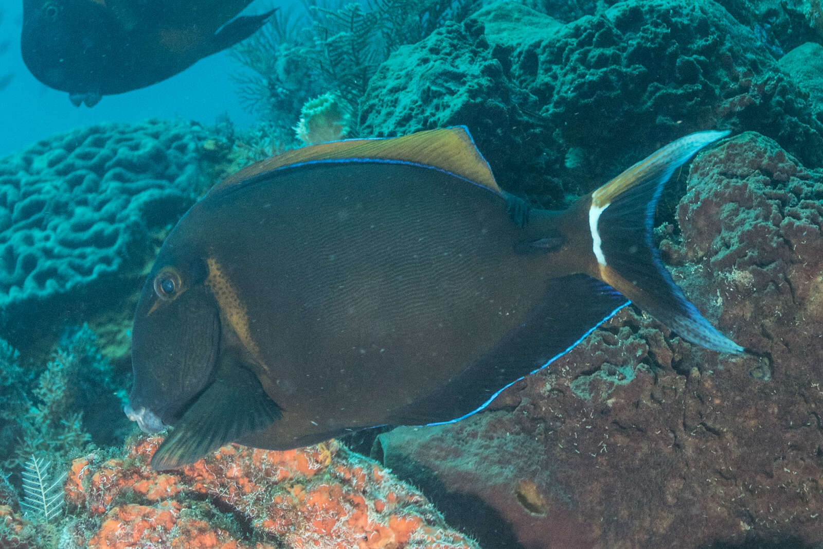 Image of Blackspot surgeonfish