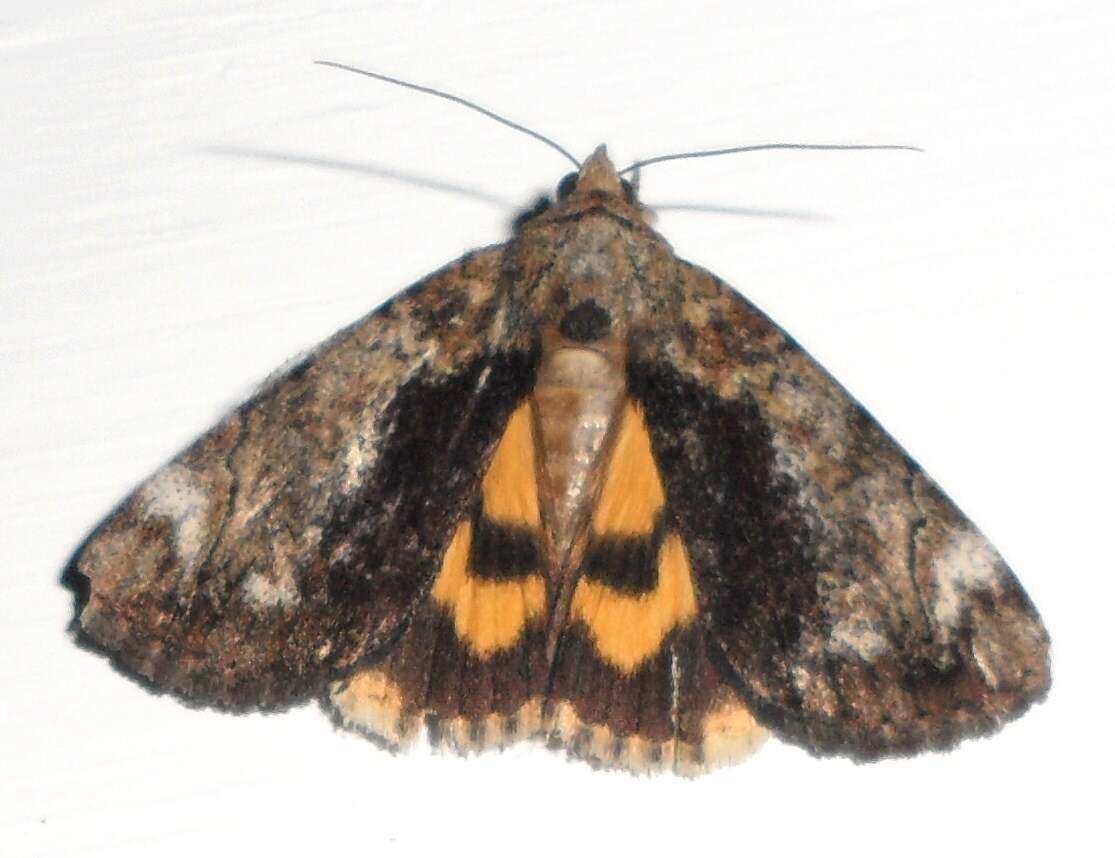 Image of Little Underwing