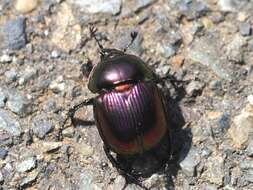 Image of Phelotrupes (Chromogeotrupes) auratus (Motschulsky 1857)