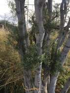 Image of Bonellia macrocarpa subsp. pungens (A. Gray) B. Ståhl & Källersjö