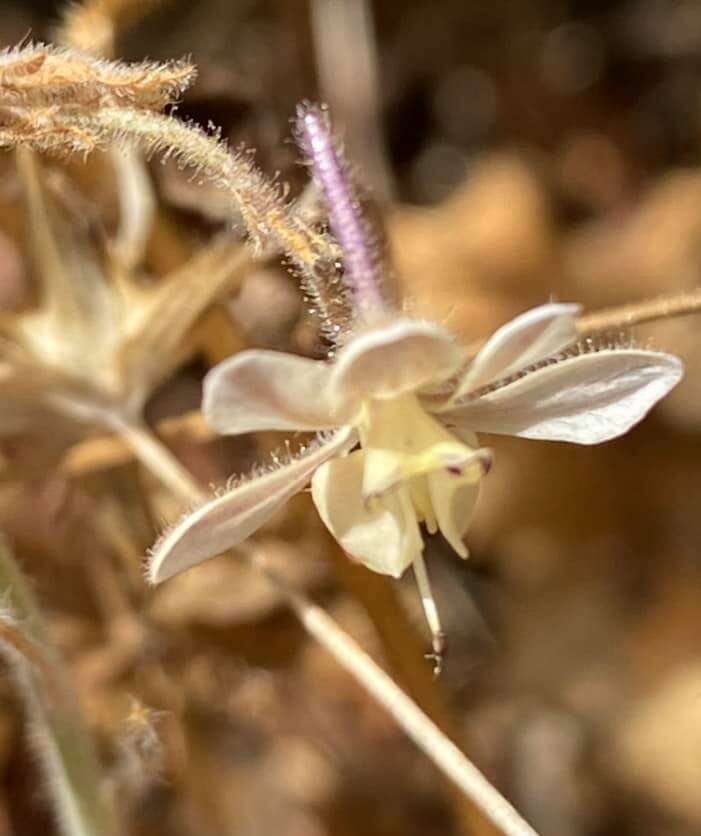 Image of Delphinium roylei Munz