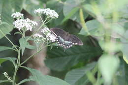 Image of <i>Papilio <i>troilus</i></i> troilus