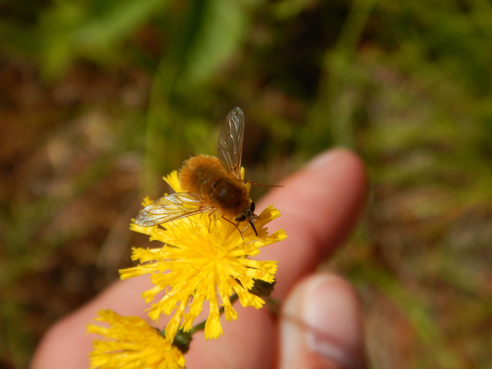 Image of grasshopper bee fly