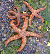 Image of Mottled star