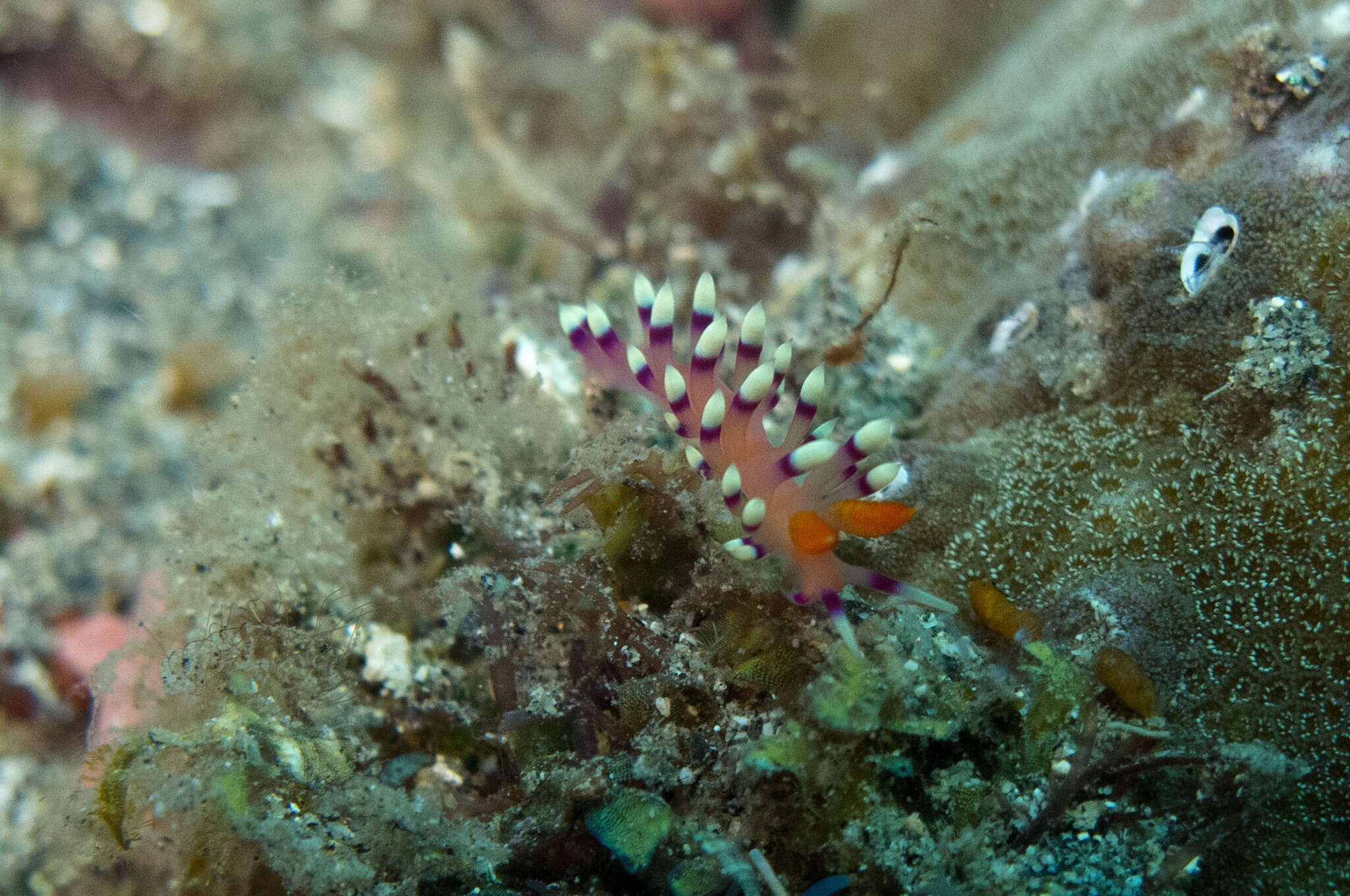 Image of Whitetip purple cerrata pink slug