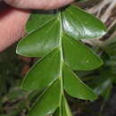 Image of Phyllanthus buxifolius (Blume) Müll. Arg.
