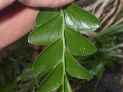 Image of Phyllanthus buxifolius (Blume) Müll. Arg.